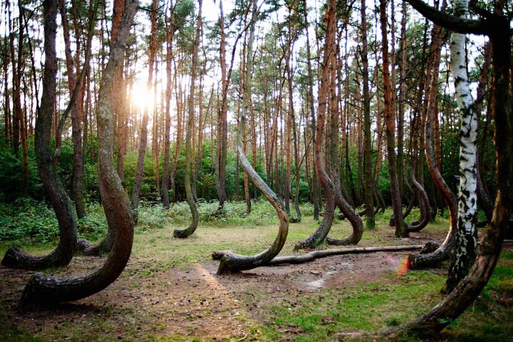 Hoia-Baciu---The-Mysterious-Forest-Interesting-Trees-Ghosts-Legends