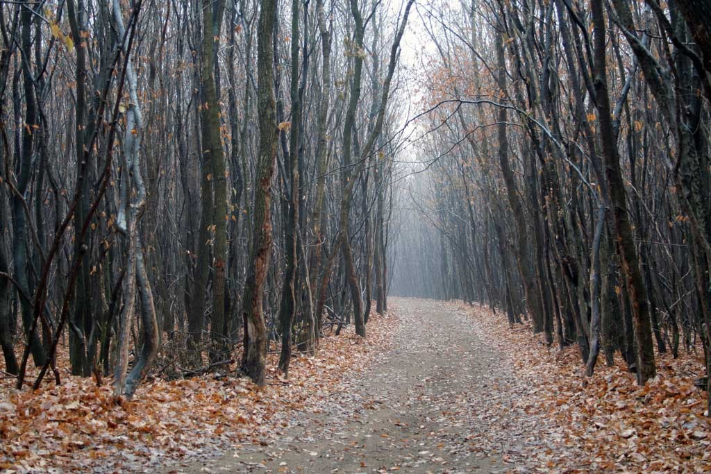 Hoia-Baciu---The-Mysterious-Forest-fall-trees-path-ghosts-haunted