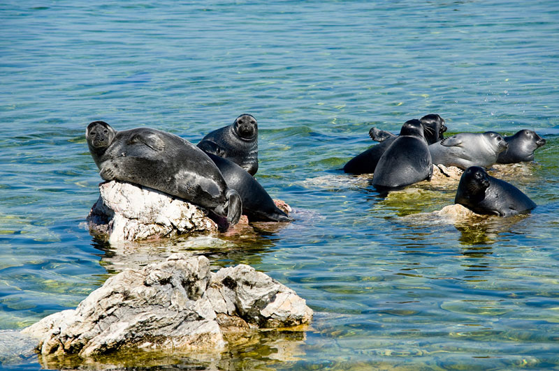 Trans-Siberian-Railway-Photos-of-Lake-Baikal-freshwater-deepest-and-largest-lake-seals