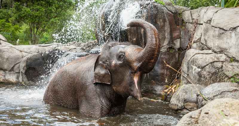Zoo-Auckland-bath-elephant-water-happy-animal