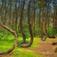 forest Romania Hoia Baciu hoia-forest-the-5-freakiest-places-on-earth Transylvania Bermuda Triangle