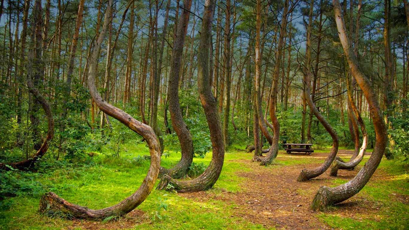 forest Romania Hoia Baciu hoia-forest-the-5-freakiest-places-on-earth Transylvania Bermuda Triangle