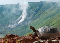 A-Galаpagos-giant-tortoise-(Chelonoidis-nigra-vandenburghi)