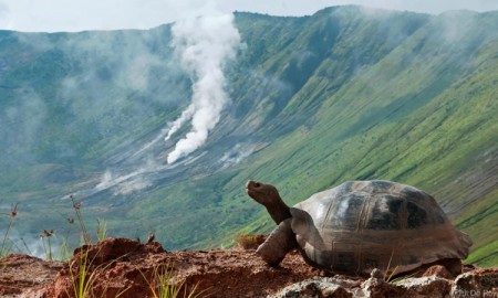 A-Galаpagos-giant-tortoise-(Chelonoidis-nigra-vandenburghi)
