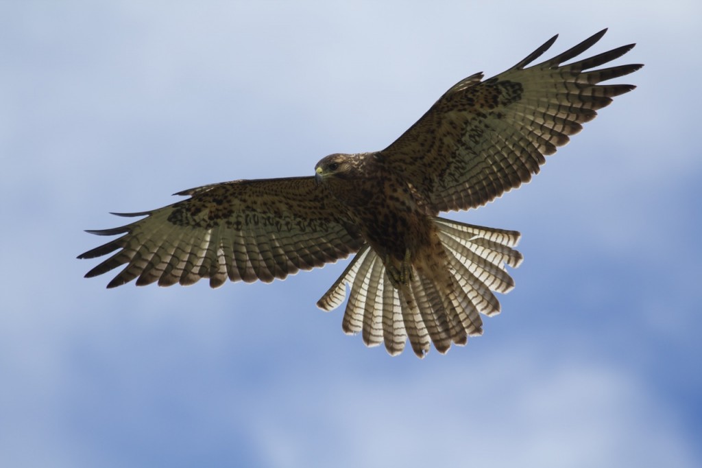 Galapagos Hawk (Buteo galapagoensis) at Tagus Cove on Isabela Island in the Galapagos Islands flying wings predator birds