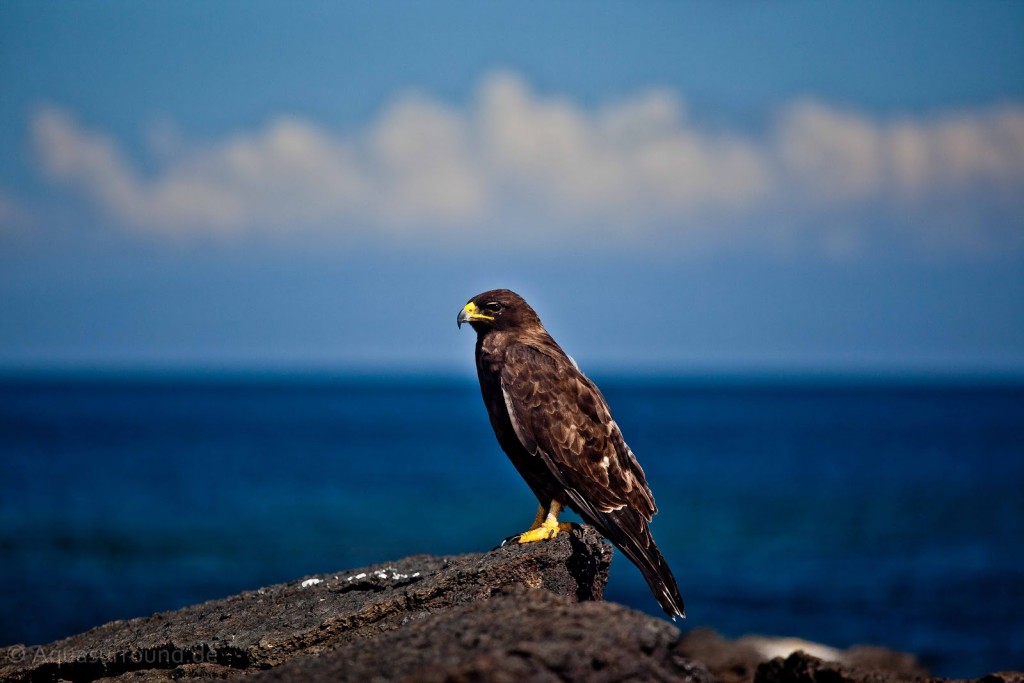 Galapagos Hawk Ocean background predator birds