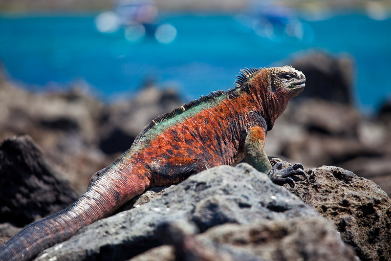 Galapagos-marine-iguana-unique-animals-of-galapagos-islands