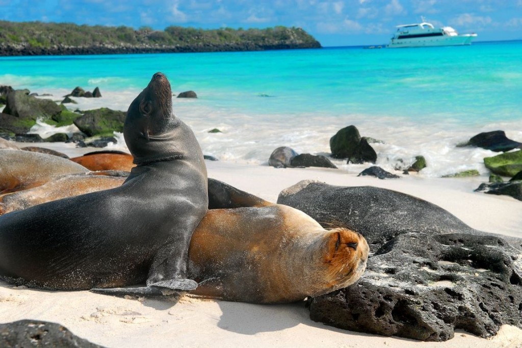 Galapagos sea lion lying on the beach