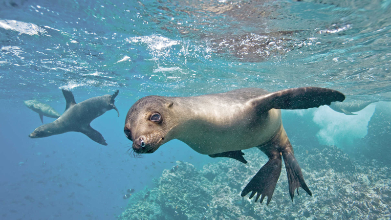 Galapagos-sea-lion-water-ocean-Galapagos-rare-animals