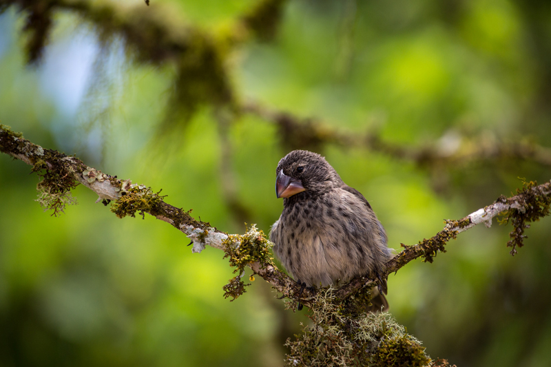 The-Galapagos-finches-Darwins-finch-island-conservation