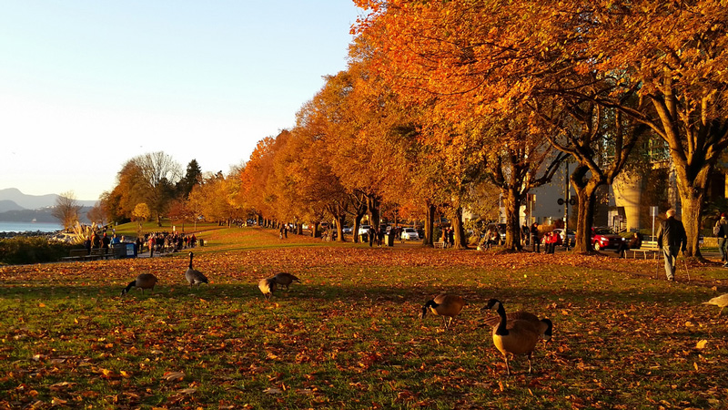 Canada,-Vancouver-autumn-time-park-geese-sunny-cool-fall-day