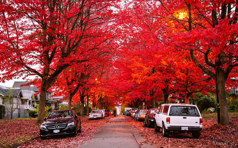 Canada,-Vancouver-beautiful-red-fall-trees-on-the-road-top-autumn-tourist-destinations