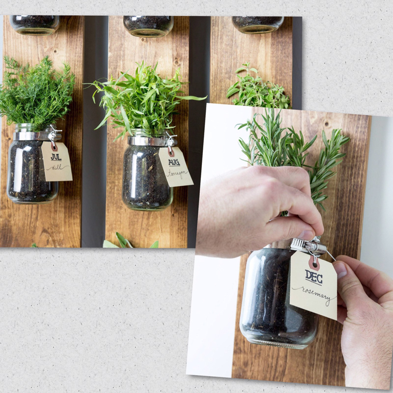 Jars-with-herbs-home-growing-growing-herbs-indoors-herb-garden-window-herb-garden-kitchen-herb-garden-growing-herbs-herb-planter-indoor