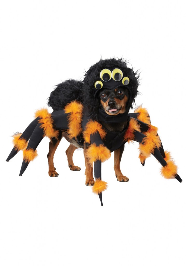 Spider-Dog-Halloween-Costume-Halloween-costume-ideas-Halloween-costumes-Halloween-ideas