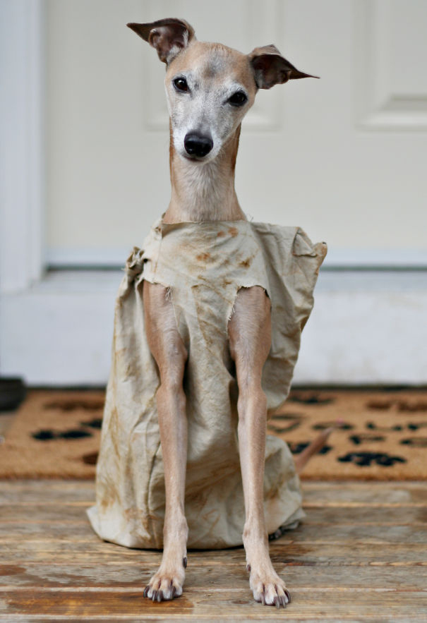 diy-pet-costume-for-halloween-Halloween-costume-ideas-Halloween-costumes-Halloween-ideas-Ghost-Dog-Scarey-Dog