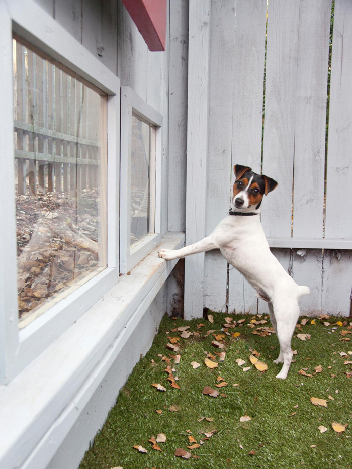 Great-ideas-for-indoor-and-outdoor-pet-houses-Jack-Russell-Dog