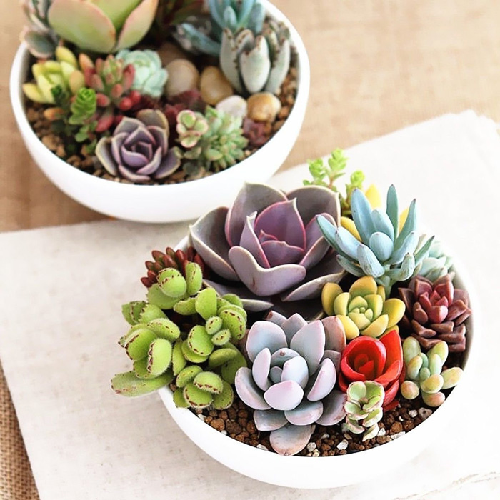Natural-Home-with-Succulents-Natural-decor-Cozy-Home-Plants-Indoor-home-decor-items-natural-décor-living-room-decor-home-accents-home-decor-accessories