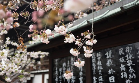 japanese-cherry-blossom-tree---sakura-japanese-cherry-blossom-tree-spring-break-vacation-deals-spring-break-family-vacations-spring-travel-spring-break-trips