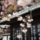 japanese-cherry-blossom-tree---sakura-japanese-cherry-blossom-tree-spring-break-vacation-deals-spring-break-family-vacations-spring-travel-spring-break-trips
