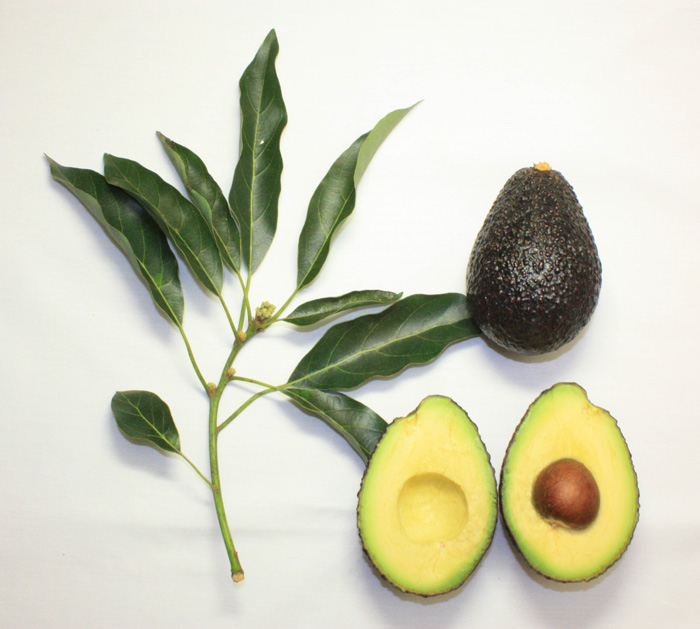 organic-skin-care-avocado-for-skin-care