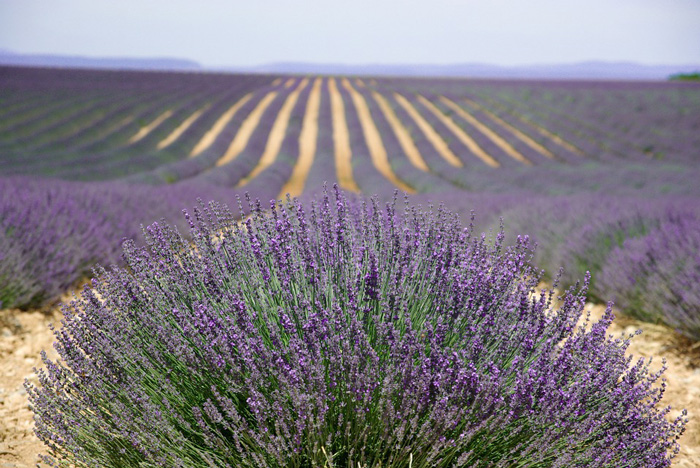 spring-break-family-vacations-sights---lavender-field-in-provance-purple-lavender