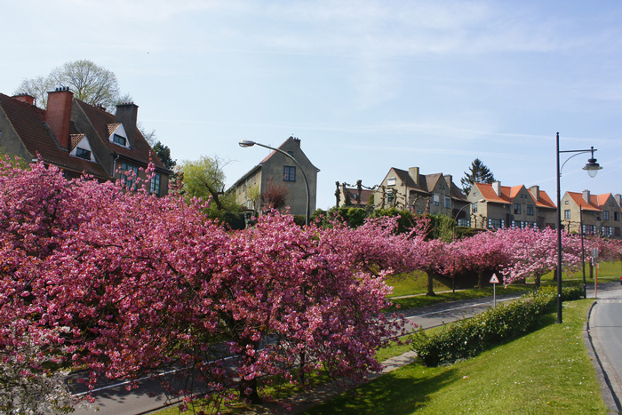 spring-break-trips-in-belgium-blossom-tree-spring-break-vacation-deals-spring-break-family-vacations-spring-travel-spring-break-trips