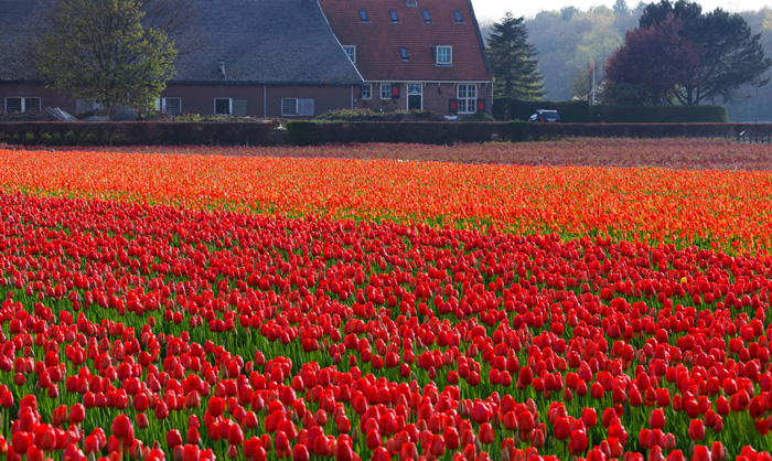 spring-travel-keukenhof-gardens-tulip-fields-red-tulips-beautiful-tulips-red-flowers