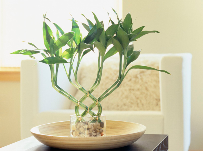 Feng-Shui-Bamboo-Plants-for-Living-Room