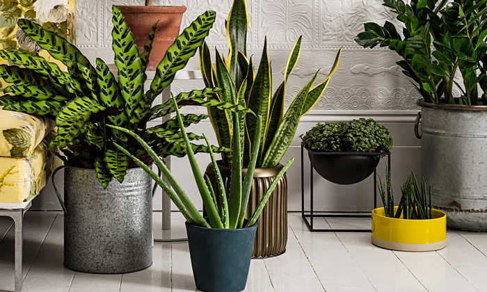 feng-shui-tips-for-home-interior-plants