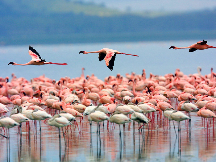 Lake-Nakuru-National-Park-africa-tourism