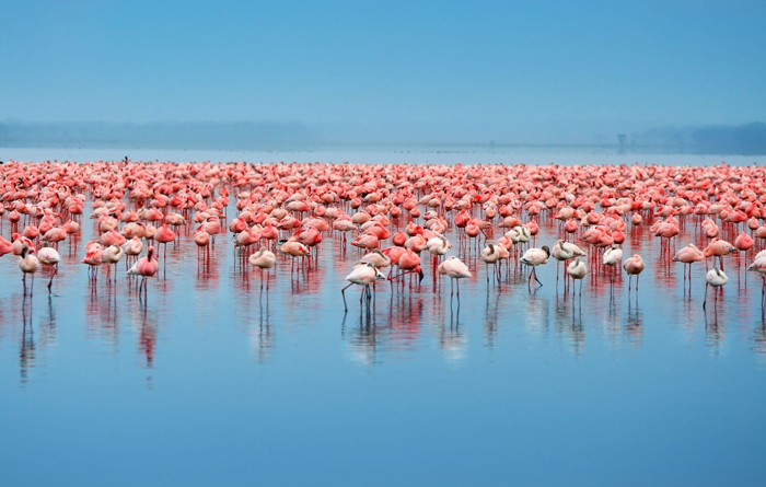 best-places-to-visit-in-africa-flamingos