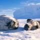 Happy-Seals-in-Antarctica