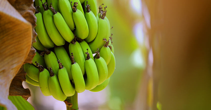 Natural-Energy-Food-Bananas-on-Tree