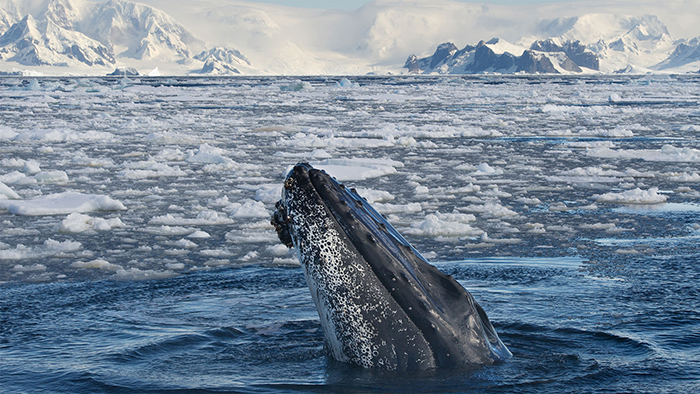 antarctica-wildlife-humpback-whale