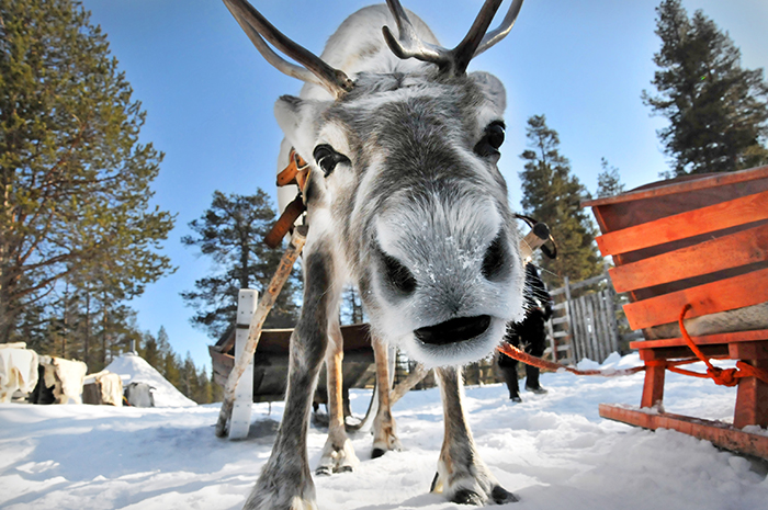 Santa-Claus-Rain-Deer