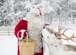 Santa Claus Feeding His Deer