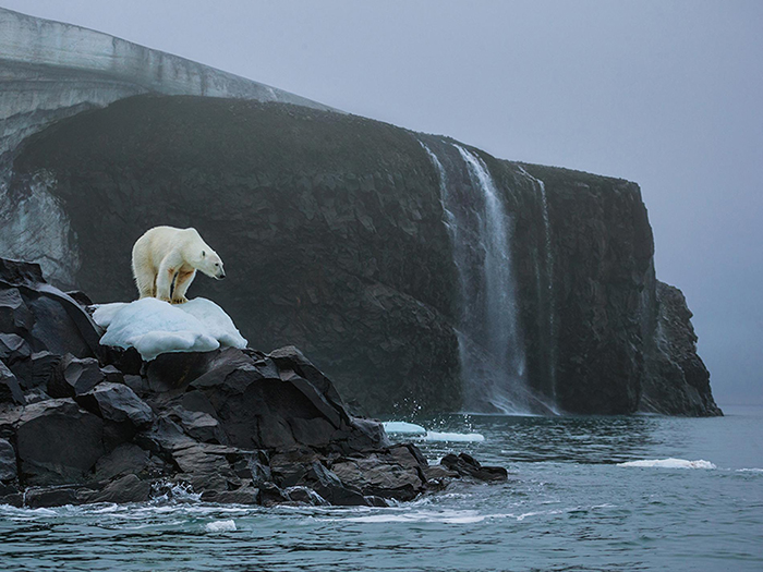 Animals-suffering-from-Global-warming