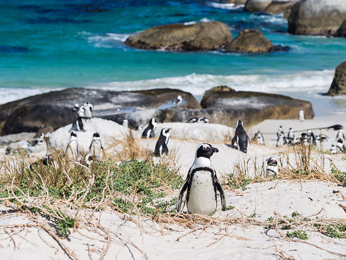 Cape-Town-Beaches-Penguins