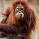 Sad Orangutan in the zoo