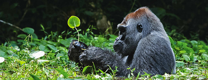 Gorillas-rarest-animal-in-the-world