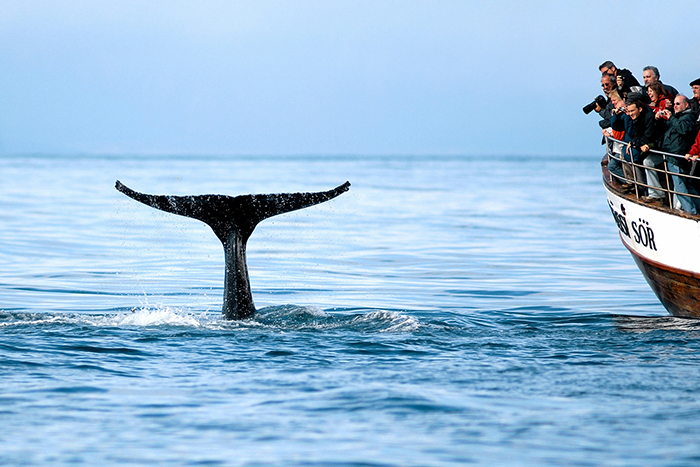 Iceland-Whale-Watching