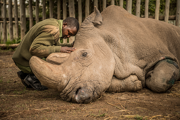 Last-White-Rhino-rarest-animal-in-the-world