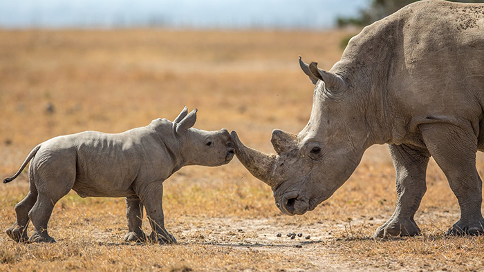 Rhinos-critically-endangered-rare-species