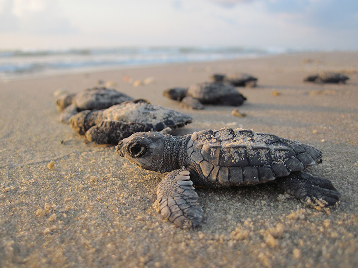 Sea-Turtle-critically-endangered-rare-species