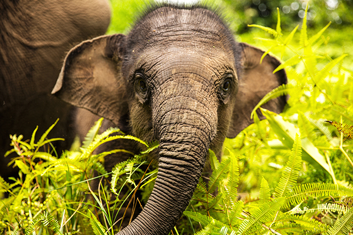 Sumatran-Elephant-critically-endangered-rare-species