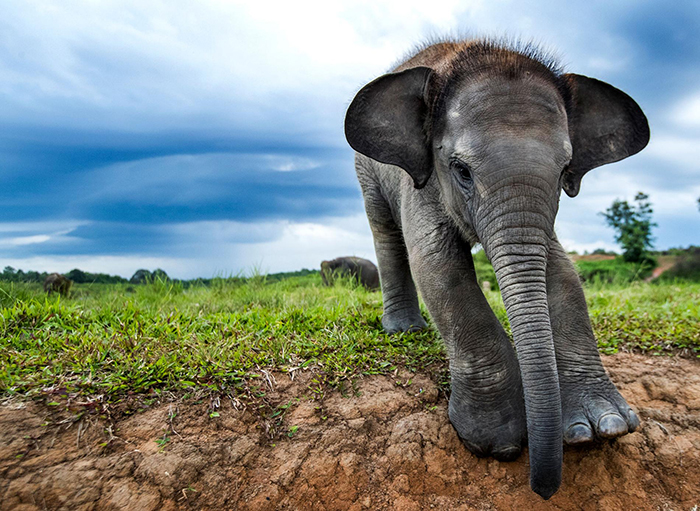Sumatran-Elephant-rarest-animal-in-the-world