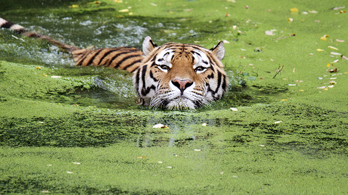 Tiger-rarest-animal-in-the-world