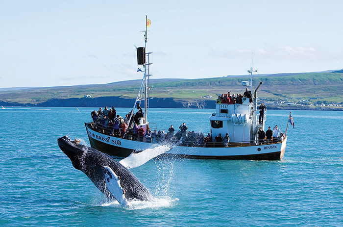 Whale-Watching-in-Iceland