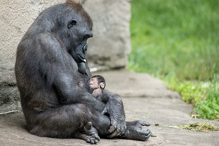 critically-endangered-rare-species-Gorillas