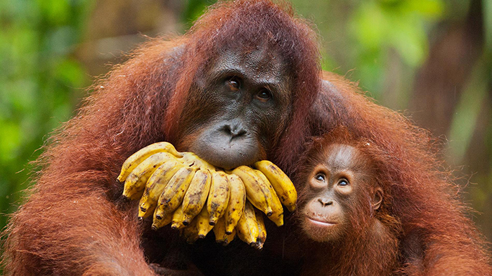 critically-endangered-rare-species-Orangutans